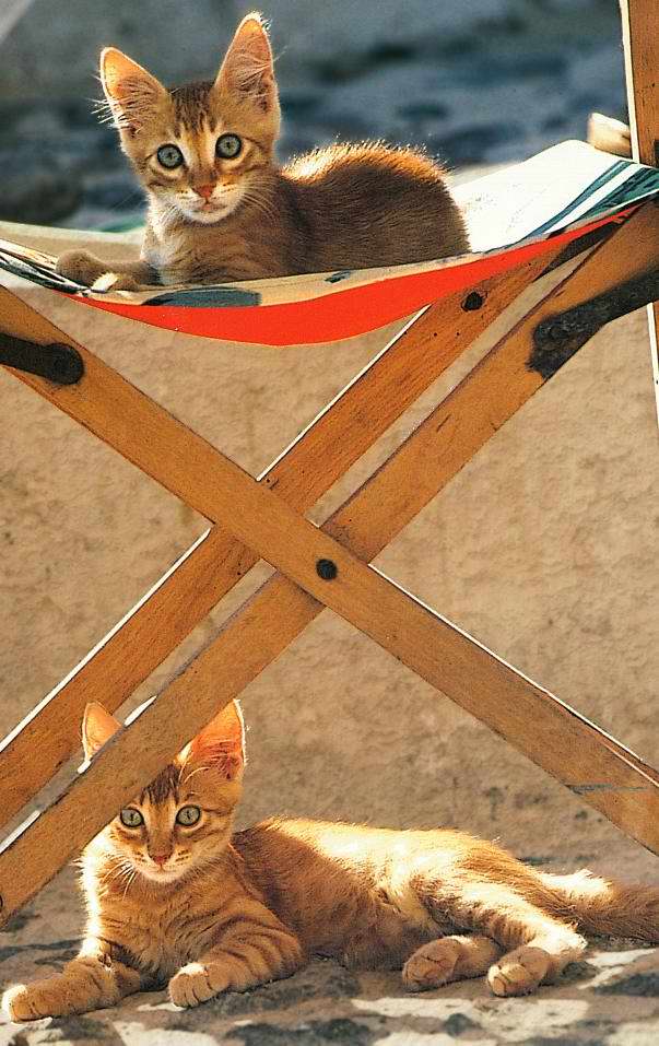 Gatti (11)
